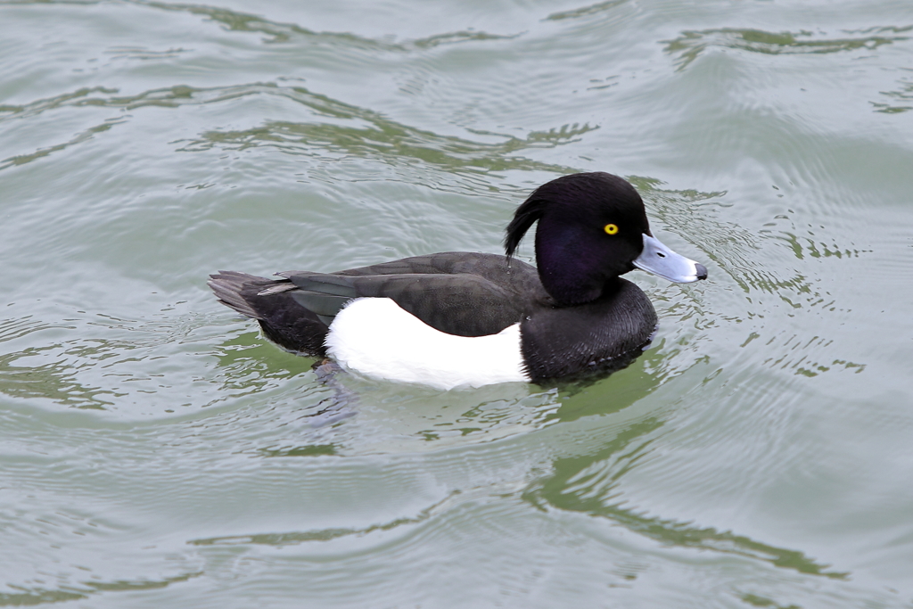 キンクロハジロ