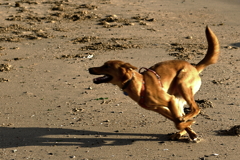 駆け回る『ルーク』