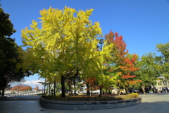 平和公園の紅葉