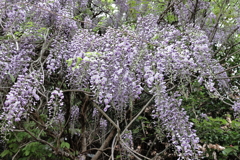 藤の花