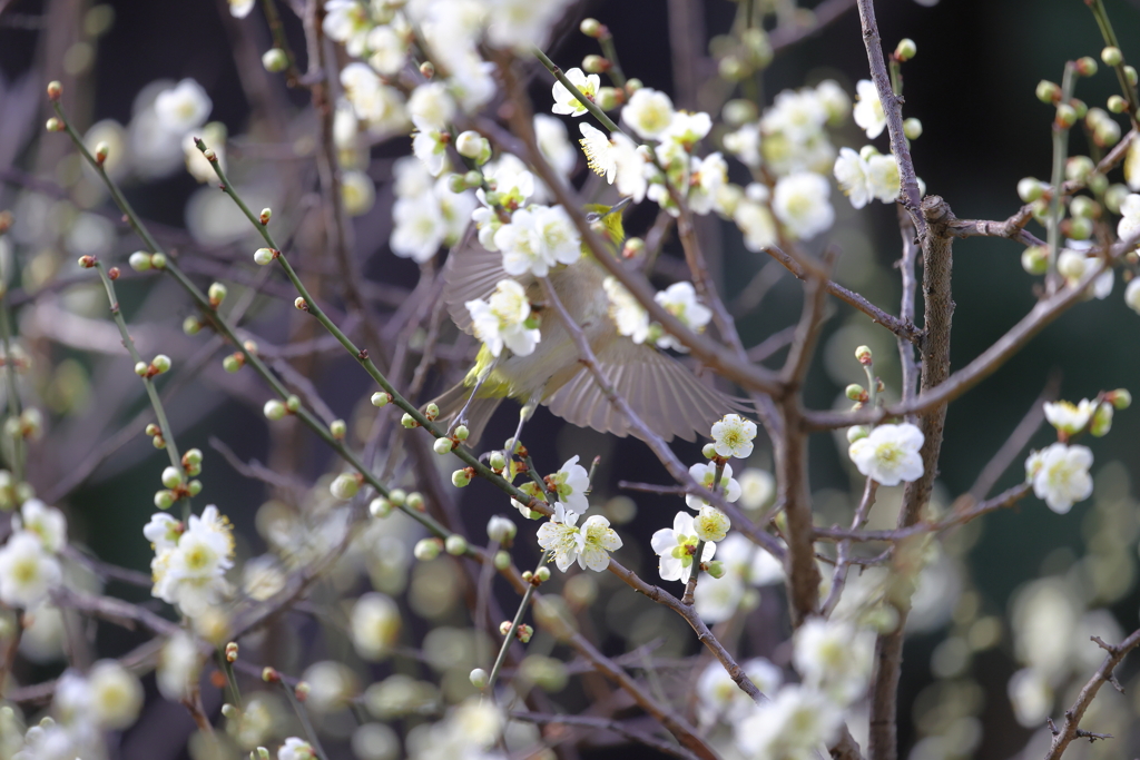 白梅にメジロ