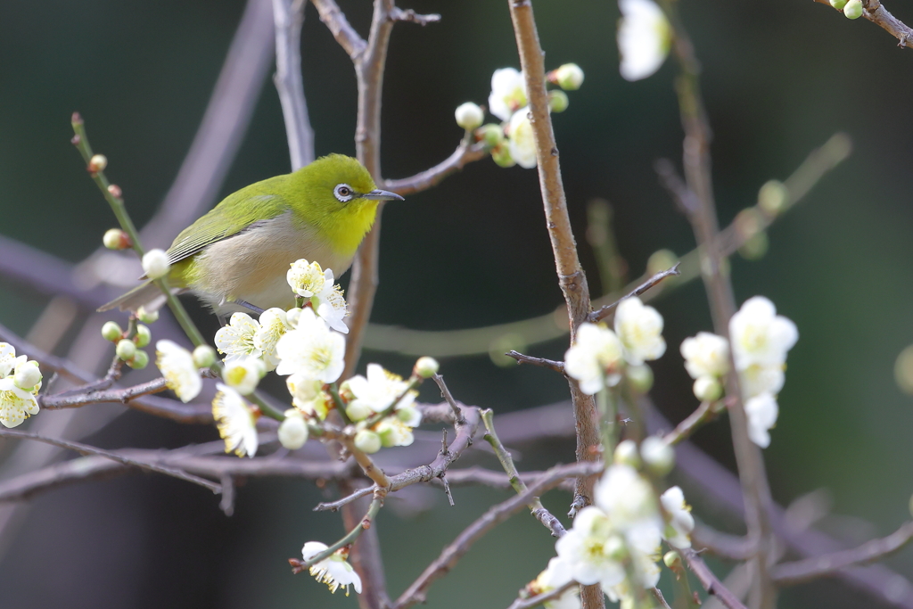 白梅とメジロ