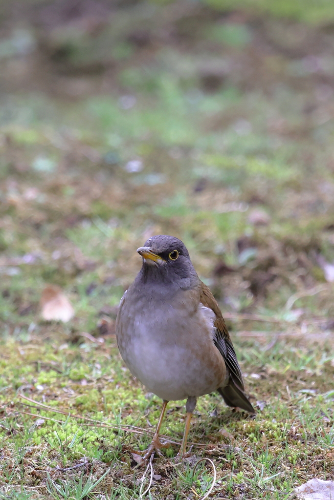 鳥の名前がわからない！