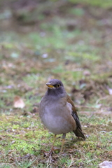 鳥の名前がわからない!