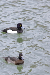 キンクロハジロ　