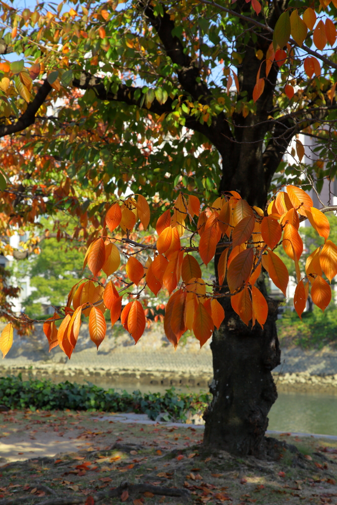 平和公園の紅葉