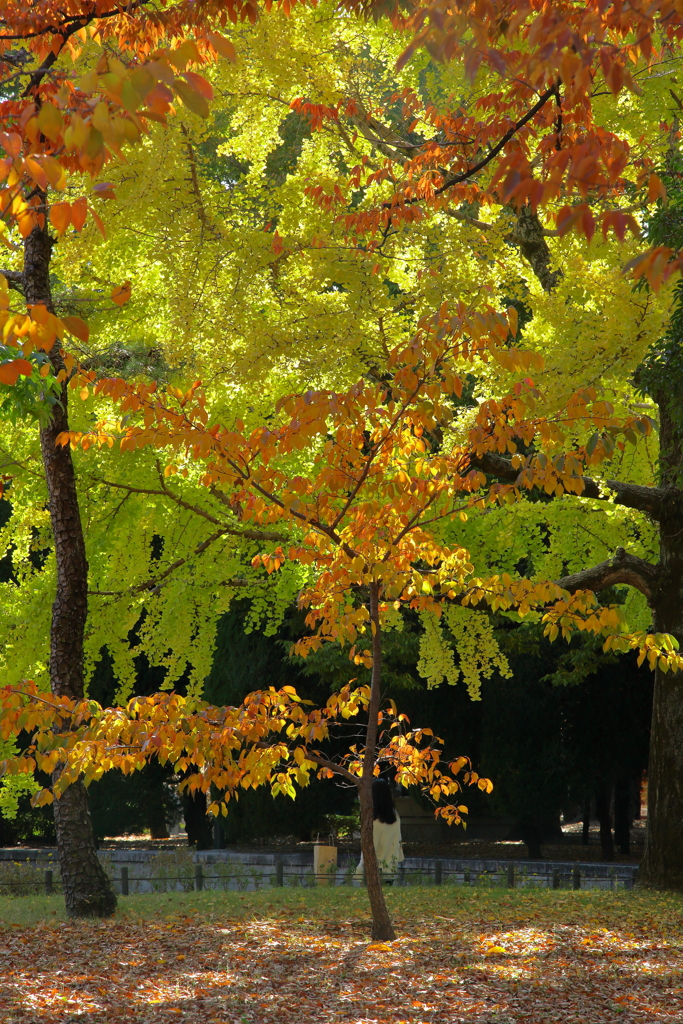 平和公園の紅葉