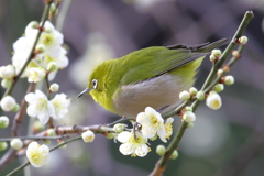 白梅とメジロ