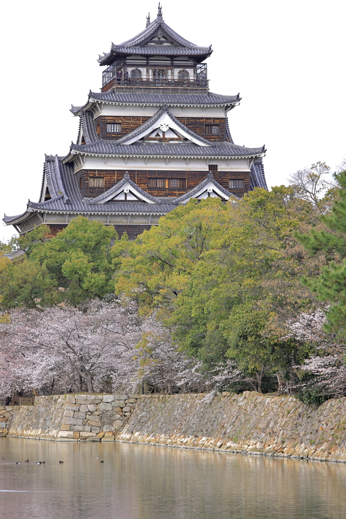 広島城の櫻