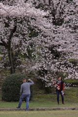 櫻を愛でる