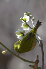 白梅にメジロ