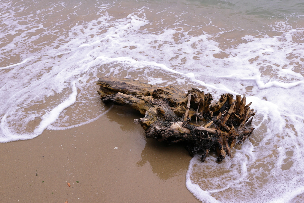 流木