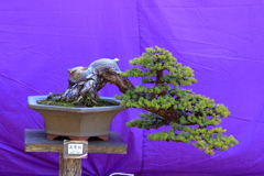縮景園　盆栽展