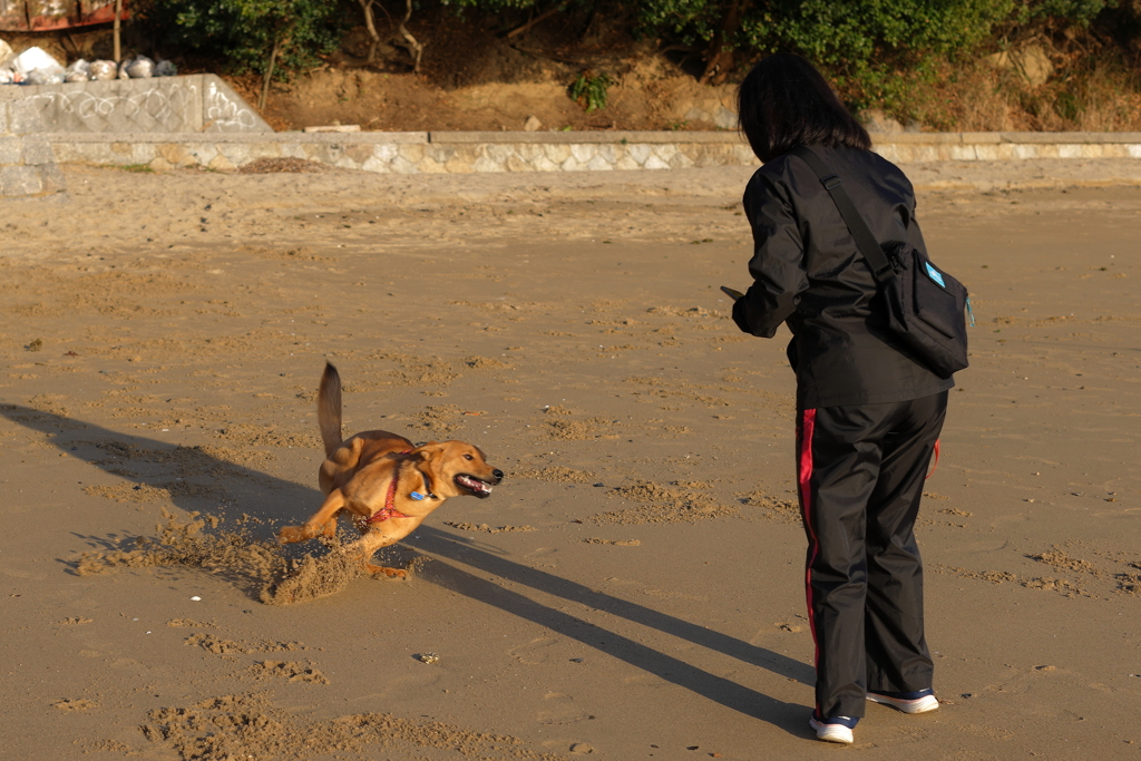砂浜駆け回る『ルーク』