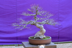 縮景園　盆栽展