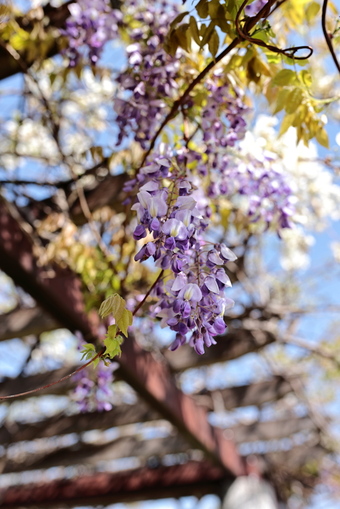 藤の花