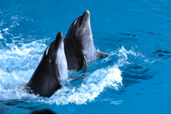 市立しものせき水族館 海響館