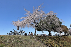 桜を愛でる❣