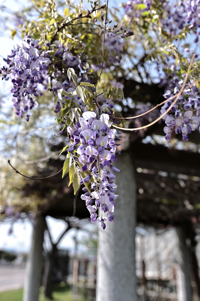 藤の花