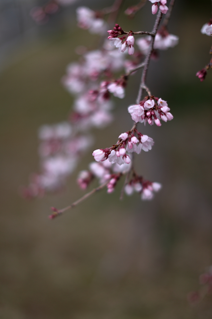 散歩写真