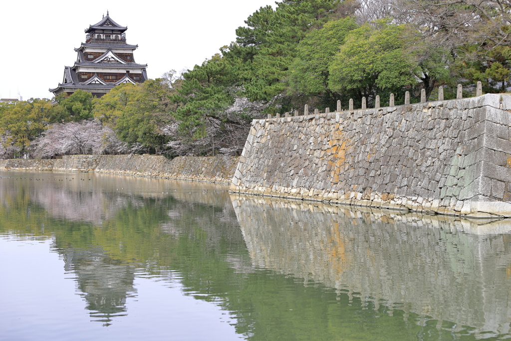 広島城の櫻