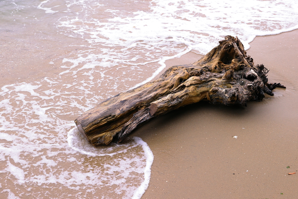 流木