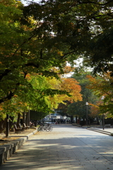 平和公園の紅葉