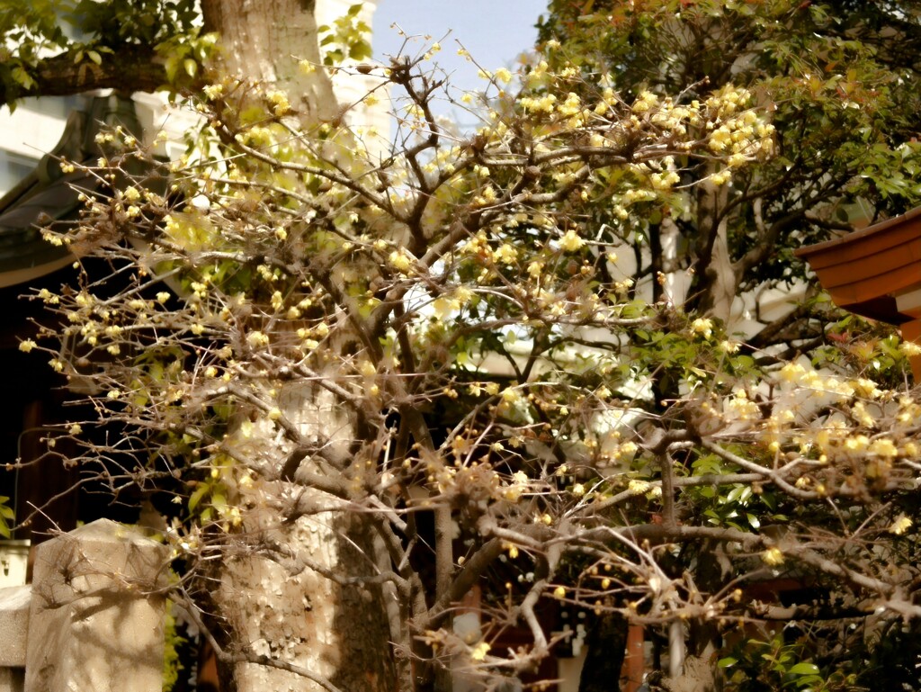 蝋梅