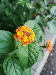 ランタナ