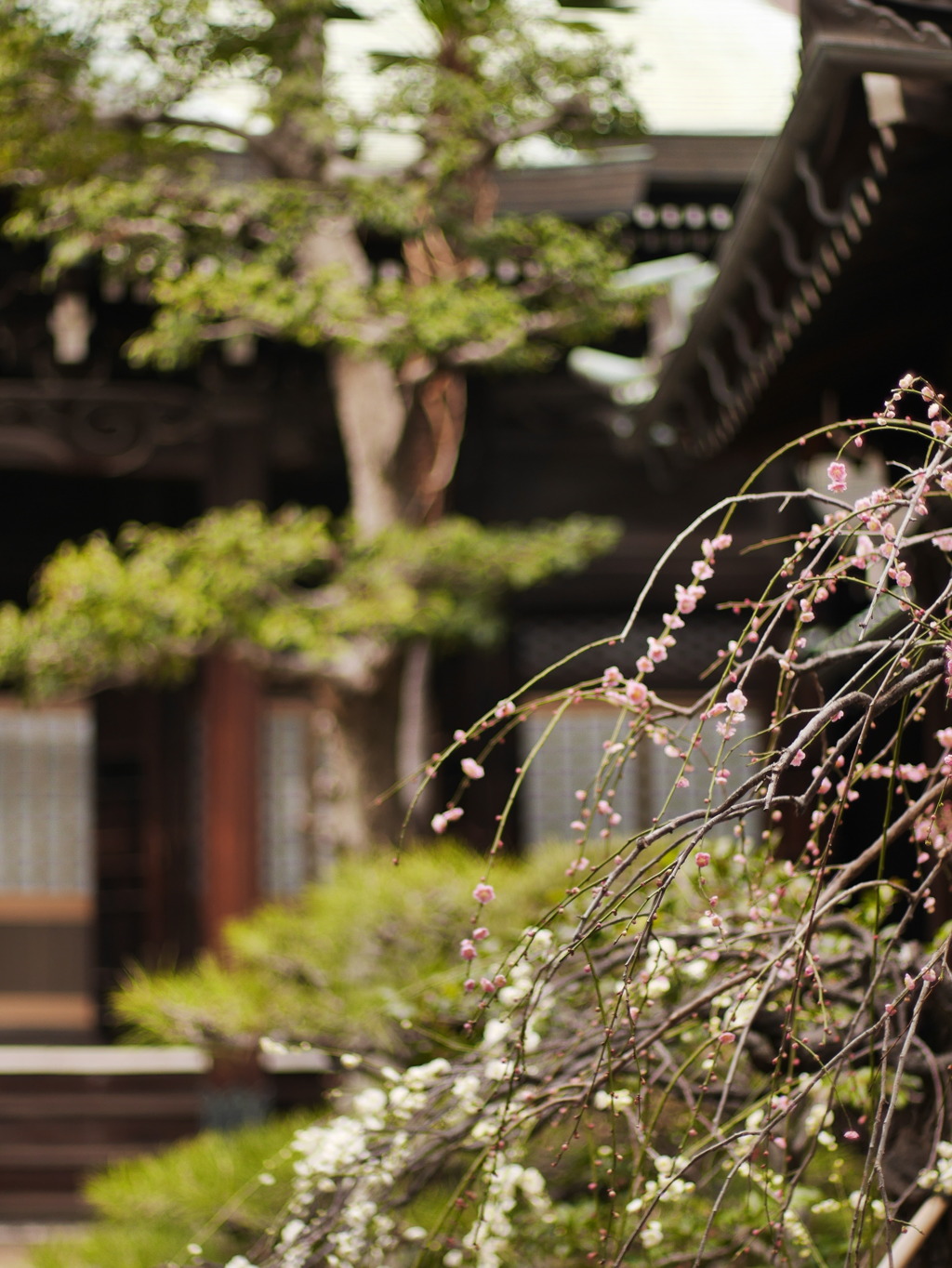 東福寺の春