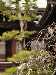 東福寺の春