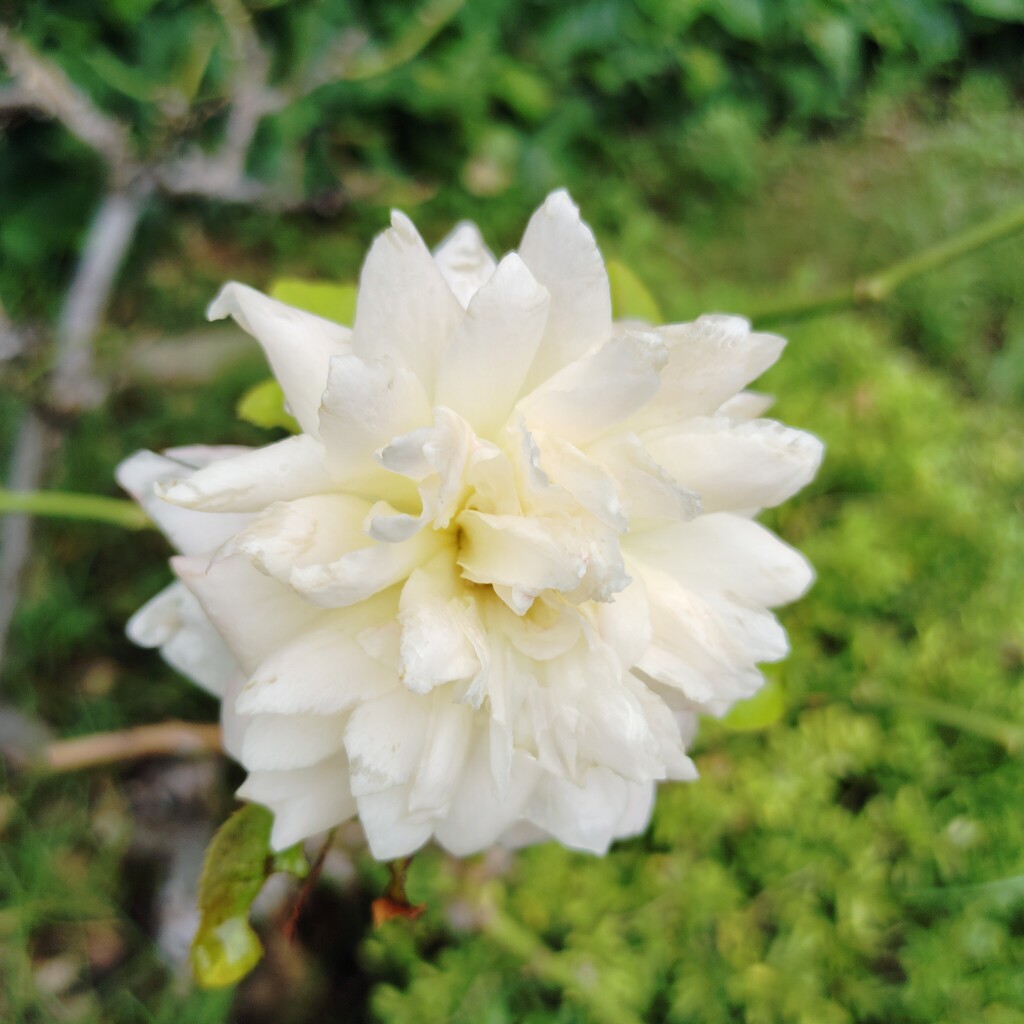 薔薇