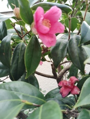 椿