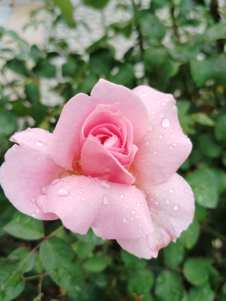 薔薇