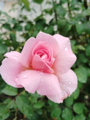 薔薇