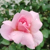 薔薇