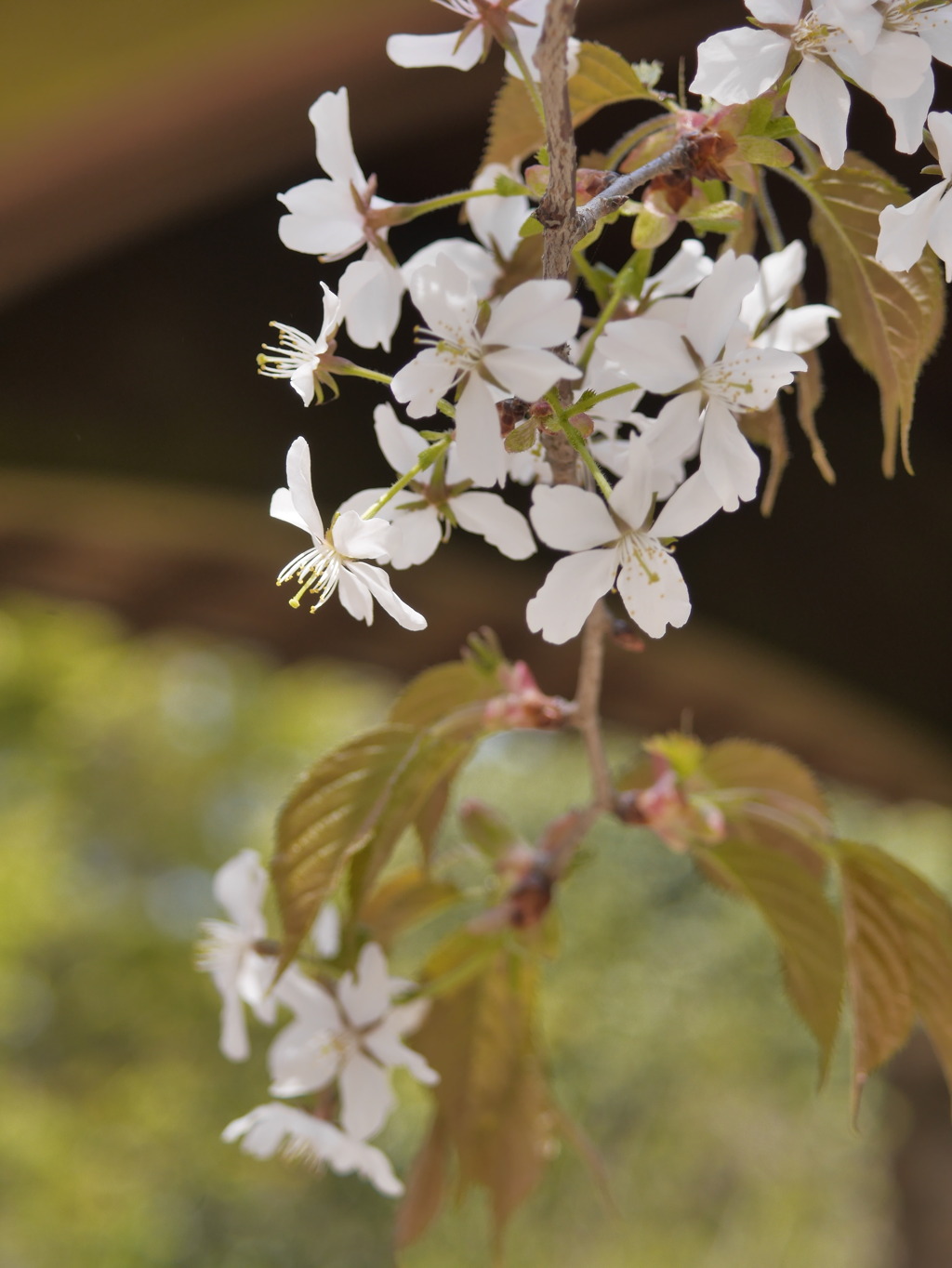 山の桜