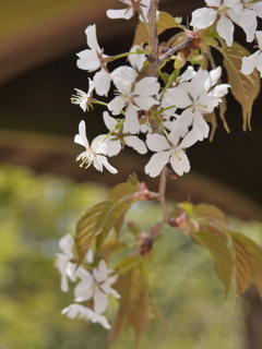 山の桜