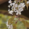山の桜