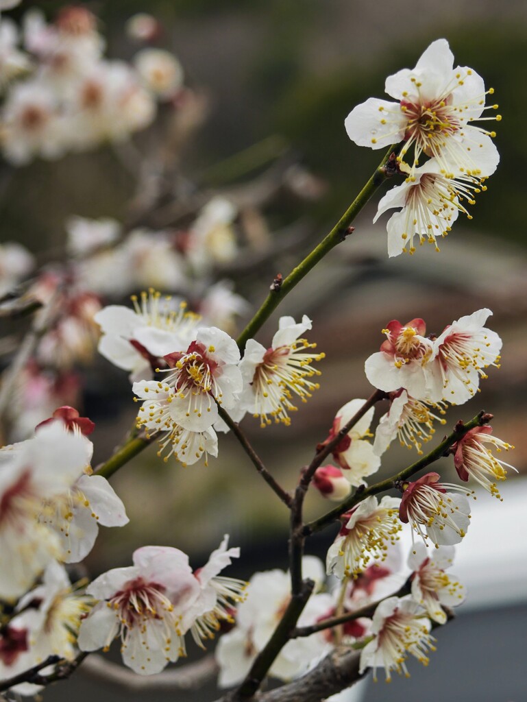 次々と咲く花々