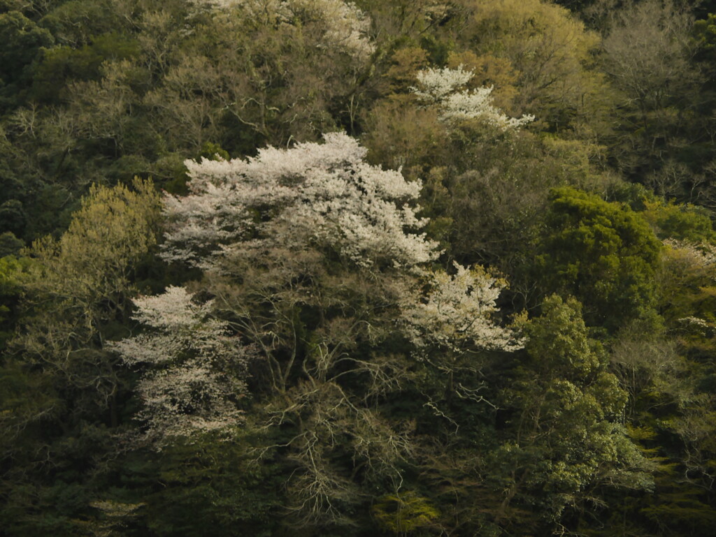 菊水山〜鍋蓋山山行(花編)