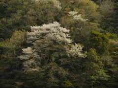 菊水山〜鍋蓋山山行(花編)