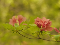 六甲山の山躑躅