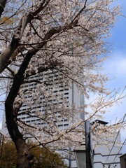 ホテルとさくら