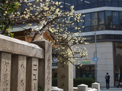 神社の蝋梅