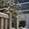 神社の蝋梅