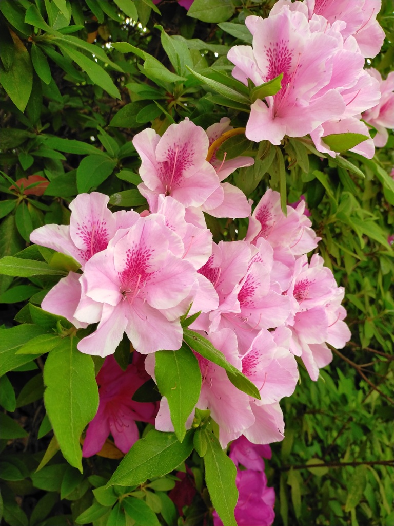 王子公園サブ