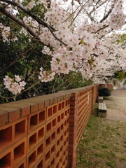 近辺の桜模様