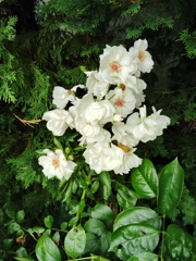 薔薇