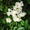 薔薇
